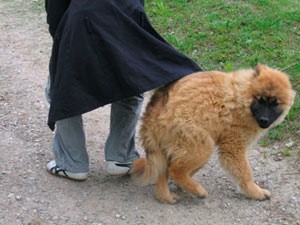 comment aider un jeune chiot craintif à être mieux dans ses poils adulte ?