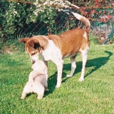 Comment aider un jeune chiot craintif à être mieux dans ses poils adulte