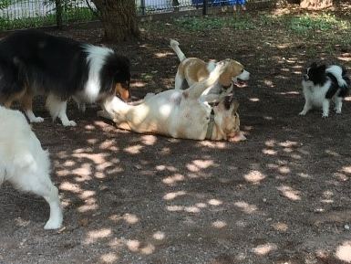 Comment aider un jeune chiot craintif à être mieux dans ses poils adulte