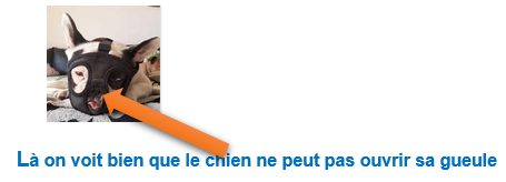 La problématique de la muselière pendant les grosses chaleurs