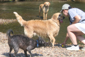 Les chiens adorent jouer !